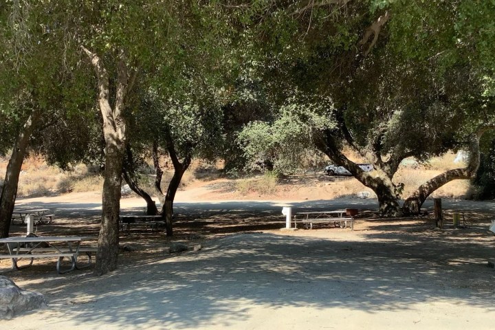 a bench next to a tree